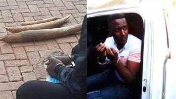 Two Rwandese traffickers arrested with three elephant tusks
