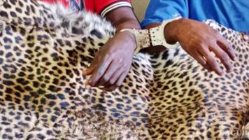 2 Guinean traffickers arrested with a leopard skin, hyena skin, and two serval skins