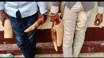 2 ivory traffickers arrested in Brazzaville with 2 tusks