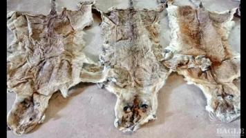 A trafficker arrested with 3 lion skins