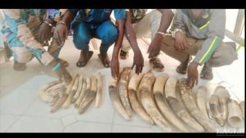 4 traffickers arrested with 11 tusks , 8 ivory pieces and 7 hippo teeth