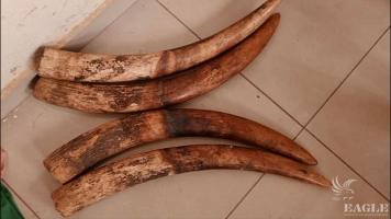 4 traffickers arrested with 4 elephant tusks