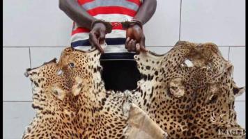 A trafficker arrested with 2 leopard skins