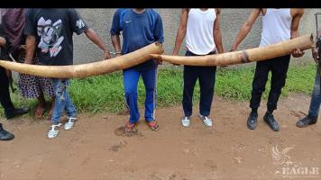 5 ivory traffickers arrested with 2 huge elephant tusks