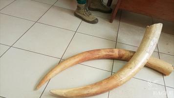 3 traffickers arrested with 2 elephant tusks