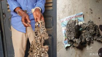 A trafficker arrested with a leopard skin