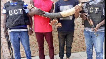 2 traffickers arrested with 2 elephant tusks