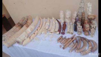 2 traffickers arrested with 3 elephant tusks, 41 ivory statues, and 13 hippo teeth