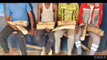 4 ivory traffickers arrested with 3 tusks weighing more than 50kg