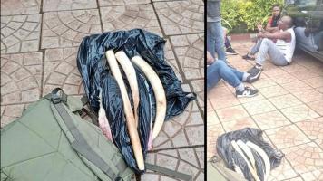 3 ivory traffickers including two Gendarmerie officers arrested with three and half tusks