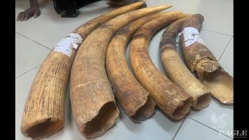 3 ivory traffickers including a pastor arrested with 6 tusks